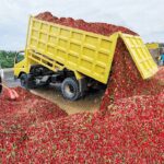 Imagen de un camión descargando una gran pila de chiles rojos con una botella de salsa Valentina en primer plano. - Recetas Chidas